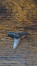 ANTIQUE FOSSILIZED FOSSIL LEMON SHARK  SHARKS TOOTH .781 X .862