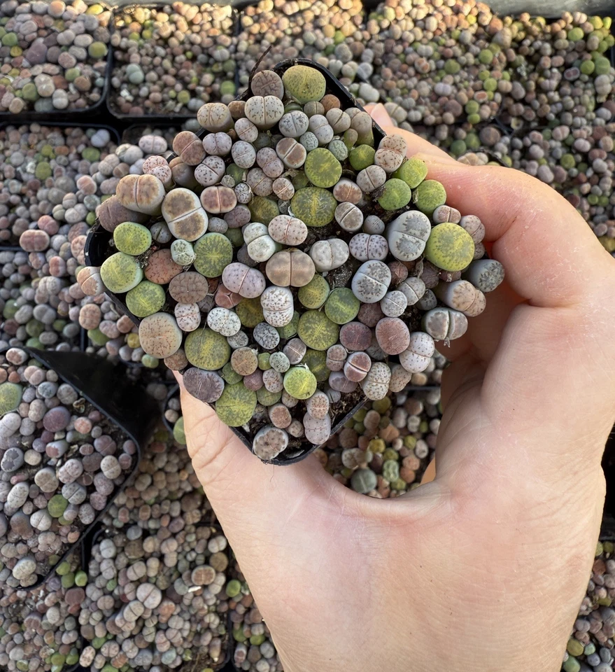 Live Plants | (0.1-0.3”)50-60 pcs Lithops , Living Stone, shipped with 2” pot  - Image 2 of 4