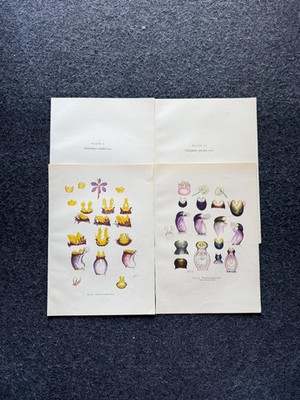 2 LARGE MCM Orchid Lithographs, 10x14, 1951 Mid Century Modern Flower Botany Wa
