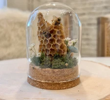 Honey Bee Taxidermy In Glass dome display Oddity, Entomology,  Curiosities