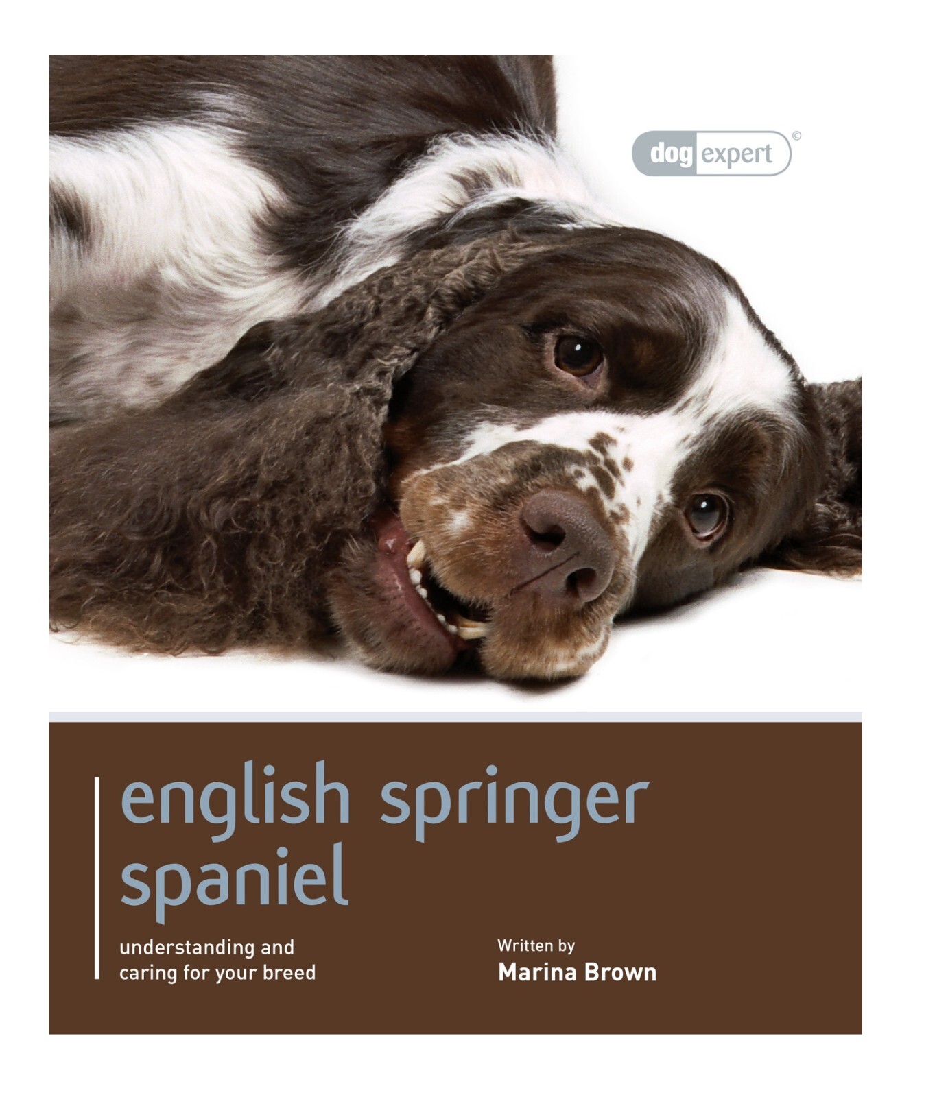 English Springer Spaniel - Dog Expert