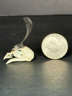 Real Quail Skulls Taxidermy