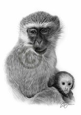 VERVET MONKEY pencil drawing art print A3 / A4 sizes signed by UK artist G.Tymon