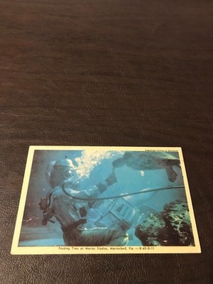 UNPOSTED POSTCARD -  FEEDING TIME AT MARINE STUDIOS - MARINELAND, FLORIDA