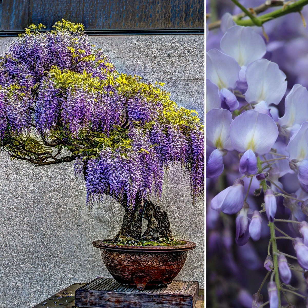 Chinese Wisteria Seeds, Purple Flowering Bonsai Tree, 7 Rare