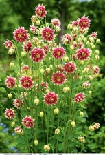 Aquilegia nora barlow Columbine 'Nora Barlow' 8x PLUG PLANTS PREORDER