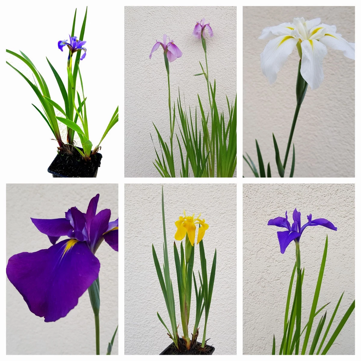 Suchergebnis Auf Für: Teich Schwimmpflanzen