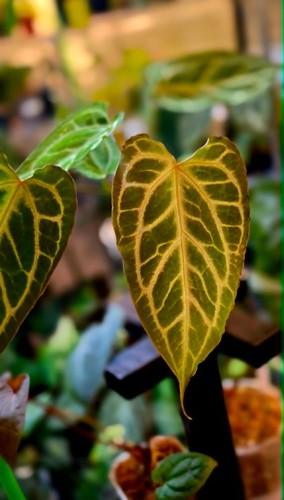Anthurium Michelle x Muchlis — 6 Inch Pot | Bronze Velvet, Golden Veining