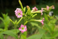 Tabaksamen "Orient Xanthi" echter Rauchtabak, Nicotiana Tabacum Zigaretten