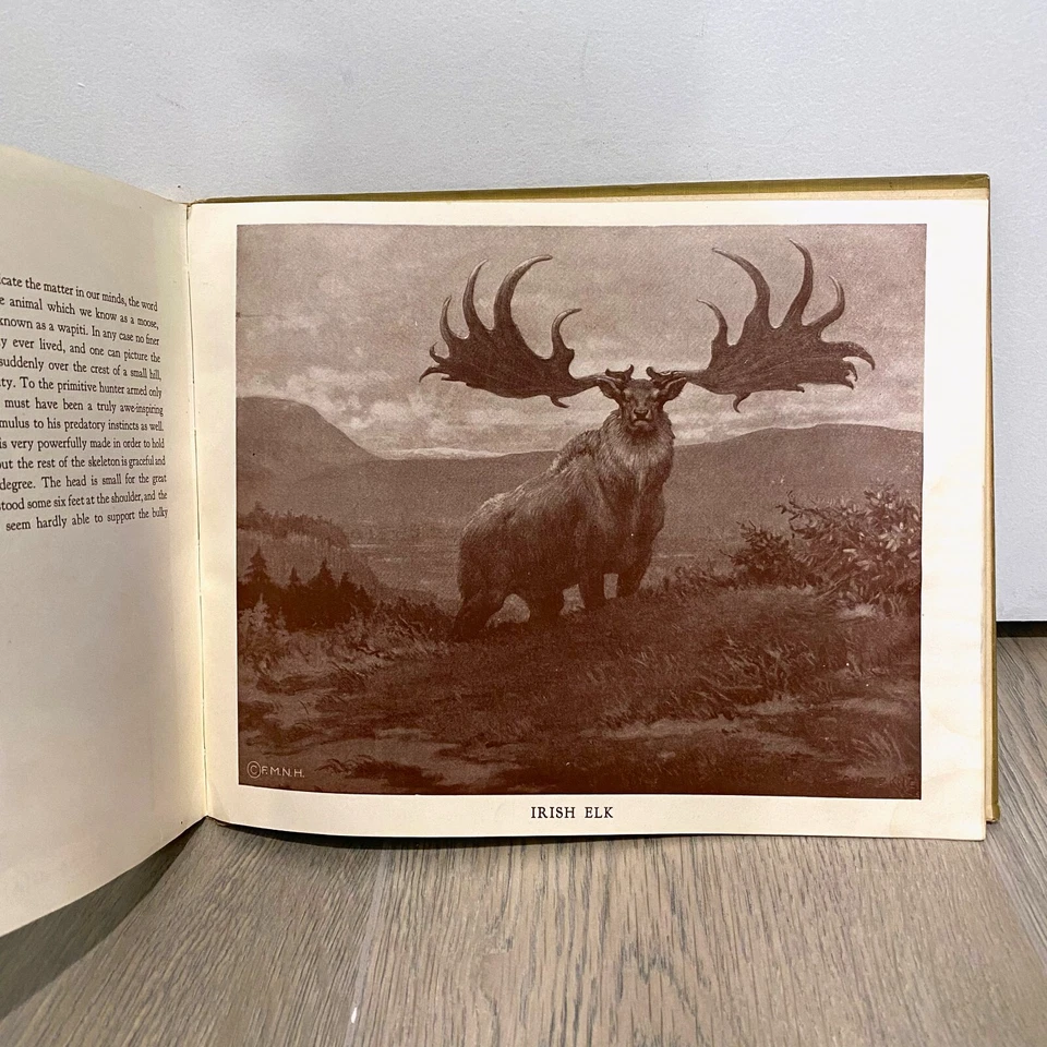 Rare VTG Hardcover Book Before The Dawn of History by Charles Knight illustrated - Image 4 of 4