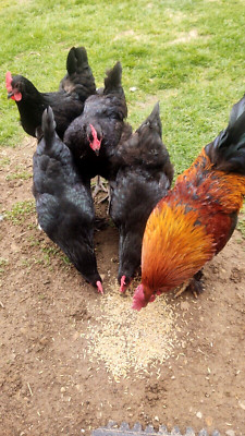 12+ Hatching Eggs . From Beautiful hens . FREE SHIPPING ! 