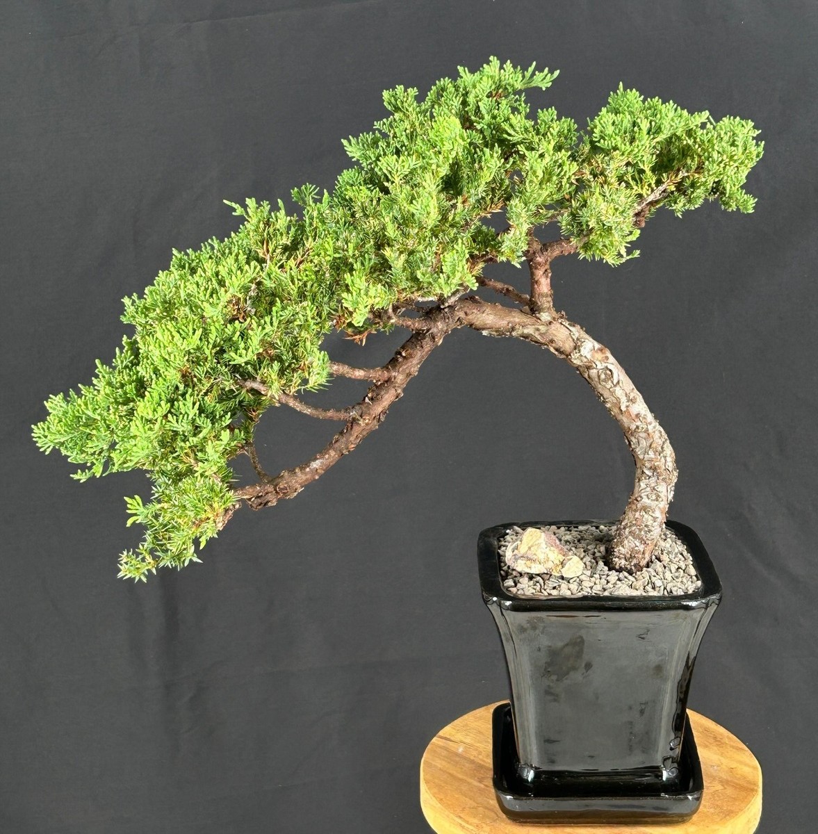 Juniper Bonsai Tree 16"H -Trained Outdoor Evergreen Juniper Procumbens Nana  | eBay