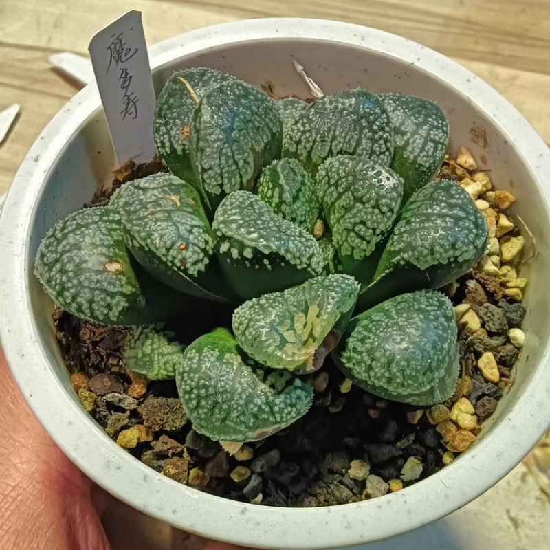 Foto 2 di 15