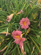 Lot of 4 Bare root Endlessly Coral Daylily Perennial Tuber Rhizome Clumps