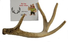 Whitetail Deer Antler Dog Chew, Medium, 10 Inches Long, Natural, Healthy Long-La