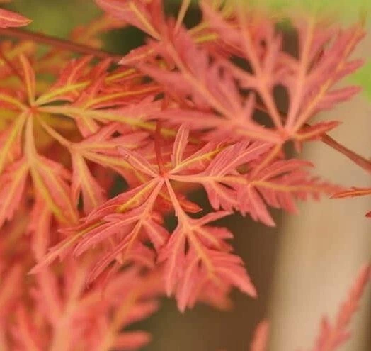 Orangeola Weeping Laceleaf Japanese Maple Tree - Live Plant - ( 2.5 QT ) - Image 3 of 4