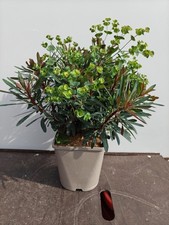 Euphorbia 'Miners Merlot' Evergreen Garden Shrub Plant 4Litre Pot