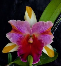 Cattleya Amazing Thailand ´Rainbow´ Hybride NEW Duft Orchidee Orchideen 