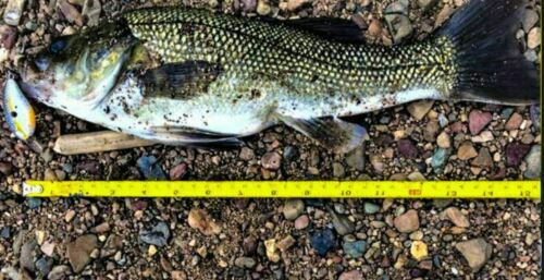 Leurre Souple OSP MMZ Small – Couleur W-117, Pack De 10, Pour Poissons D'eau Douce