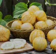 Lemon Cucumber Seeds, Budamkaya, Burpless, NON-GMO, Variety Sizes 6+ Seeds