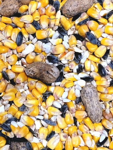 SQUIRREL & CRITTER BIRD SEED FOOD FEED Corn Black Oil Sunflower Peanuts Nuts - Picture 2 of 2