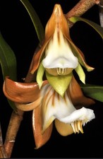 Orchid Species Dendrobium olivaceum