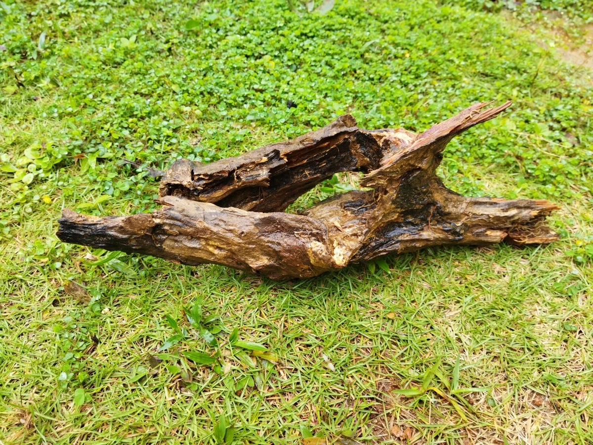 Driftwood deco 2024