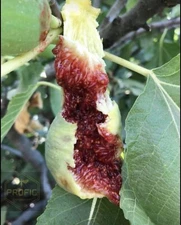 Fig Tree cuttings "White Adriatic" FREE US SHIPPING! 5 Cuttings!