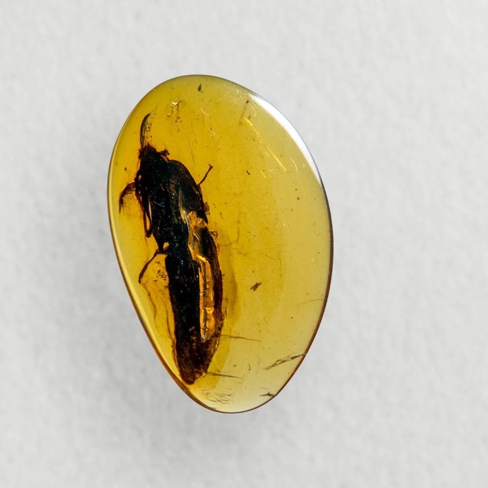HUGE Beetle in Burmese / Burmite amber fossil / 100% genuine amber - Image 4 of 4