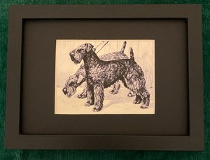 Kerry Blue Terrier MATTED | FRAMED | READY TO GIFT - 1986 Vintage Dog Art Print