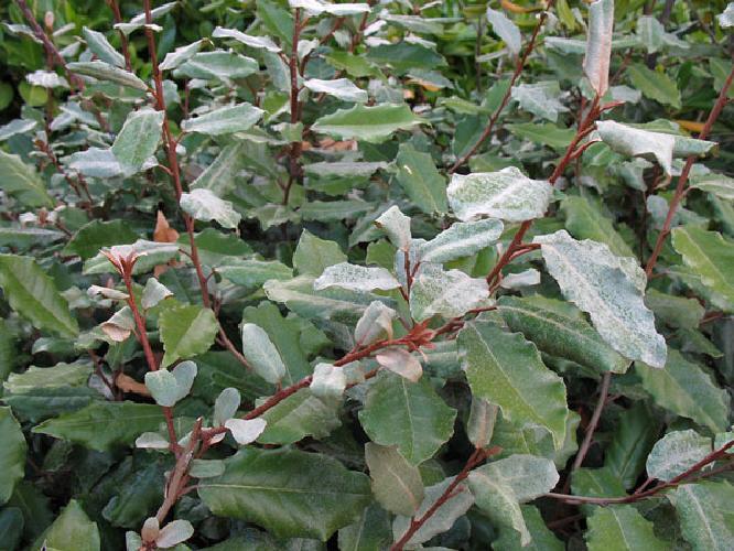 Eleagnus Ebbingei vaso 18cm H 140cm