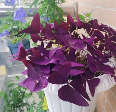 oxalis plant In Vase