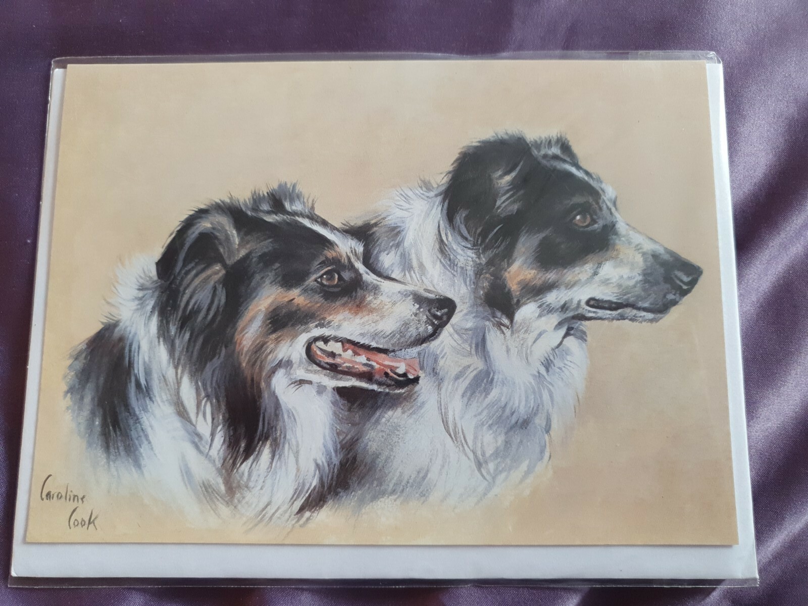 Border Collies greetings card Tri Border Collie birthday card sheepdogs sheepdog