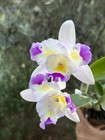 Flared Cattleya - Lc. Exotic Tropical Dipper - 11630 — photo 2