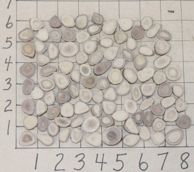 100 Deer/Elk Antler Buttons Slices Crafts