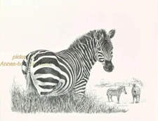 #174 ZEBRA  * wildlife  art print *  pen & ink drawing by Jan Jellins