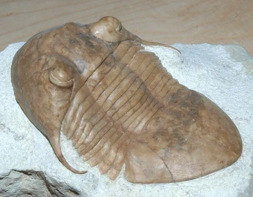 Fantastic Illaenus tauricornis, Spiny Illaenid trilobite from Russia