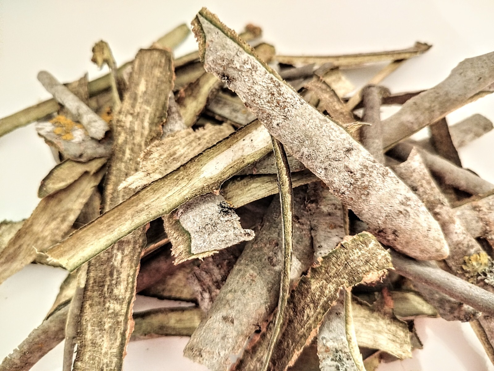 Corteza de álamo fina primavera 2025 orgánico natural seco Populus tremula producto ecológico