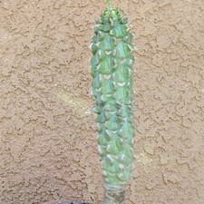 Euphorbia viguieri var. capuroniana - Rare Succulent - Exact Specimen - 9" Tall!