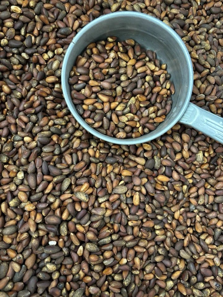 Piñones Nevada/Utah FRESCOS 2025, piñón, con cáscara, 1 lb, 5 lb, 10 lb, 20 lb Foto 2 de 4