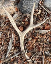 Small 3 Point Mule Deer Naturally Shed Antler WY Fresh Brown Rustic Dog Chew 14”
