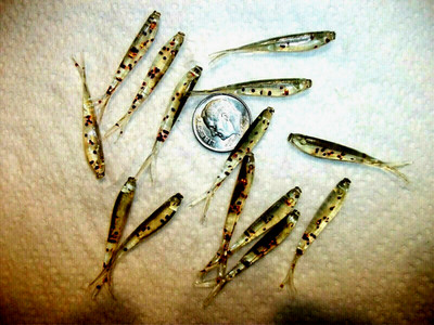 100-1 1/2''CRAPPIE-PANFISH-SHAD MINNOW GRUB-jig-split tail-drop shot-fluke-scent