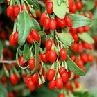 150+ Fresh Goji Berry Seeds ~ Organic ~ FREE US SHIPPING ~ 90%+ Germination rate