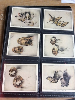 M48 große Zigarettenkarte 1 nur John spielt Hunde Nr. 18 Field Spaniels
