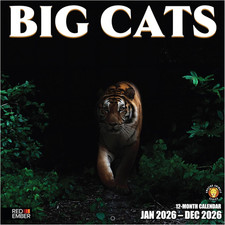 Big Cats 2026 Wall Calendar 12 Month  12  x 24  Open  Thick  Sturdy Paper  H