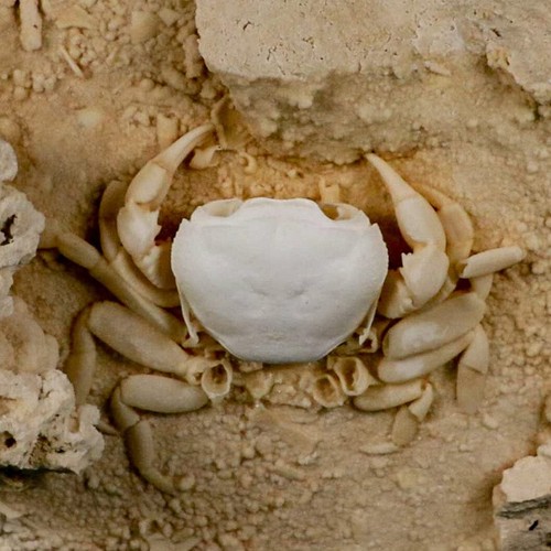 2.9" Potaman Sp Fossil Freshwater Crab In Travertine Denizli Basin Southwest