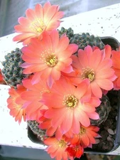 Lobivia haagei rare rebutia cactus plant flowering succulent cacti seed 15 seeds