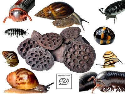 BUGZNBITS Lotus Seed Pods, Great for Bio-Active Terrariums, Reptiles, Amphibians, woodlice