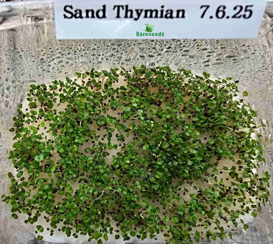 Sand-Thymian, Feld-Thymian Samen, Bodendecker mit kissenartigem Wuchs, - Bild 2 von 2