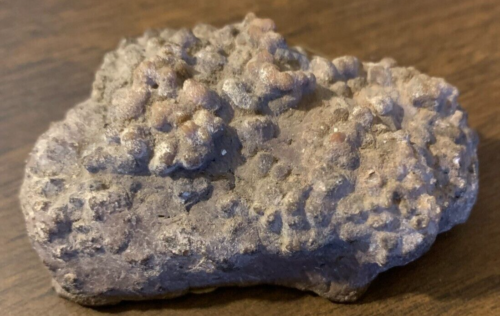 /   Utah Jurassic Coprolite ( Dinosaur Feces )  108 grams - Picture 1 of 6